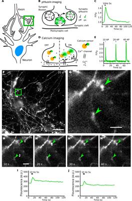 SynActJ: Easy-to-Use Automated Analysis of Synaptic Activity